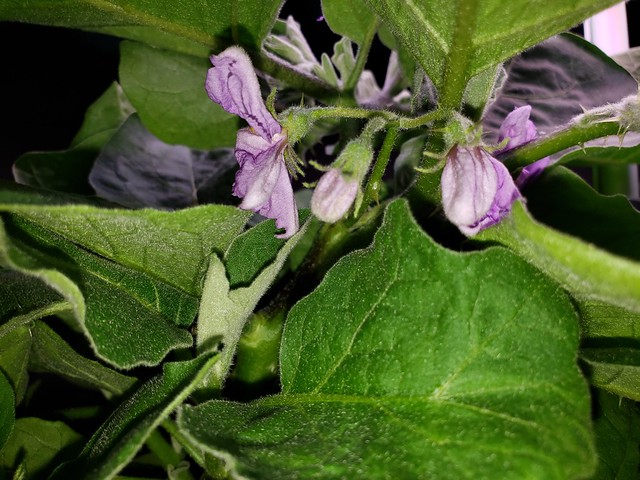 Update #15: I have soooooo many thorn sticks and scratches. There is a full shot photo, a closeup of some buds and blooms an…