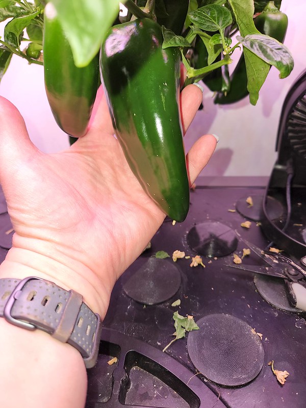 Update #12: Doing well and they are large peppers [/url][/div]