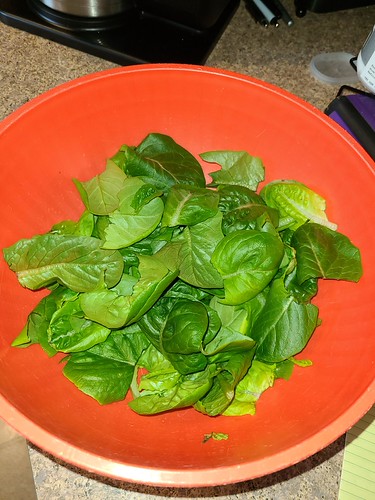 Update #6: Cut the lawn for the first time. Look at all these clippings. I made a nice salad. lettuce is in a huge bowl.