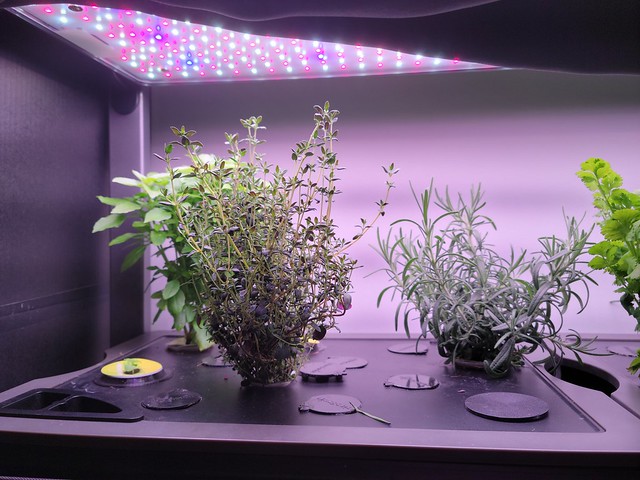 Update #4: Excuse the mess. Also the chives look a mess. Someone has not been trimming them as they were told or actually r…