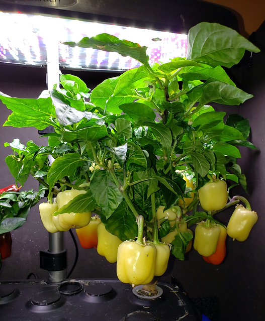 Update #16: I have picked so many heats already and these are just waiting to ripen to munch on. Then you will see the Diamo…