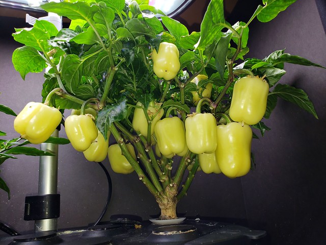 Update #15: Both plants have way more peppers then the pictures show. You can see some red peaking out from the Sweets and I…