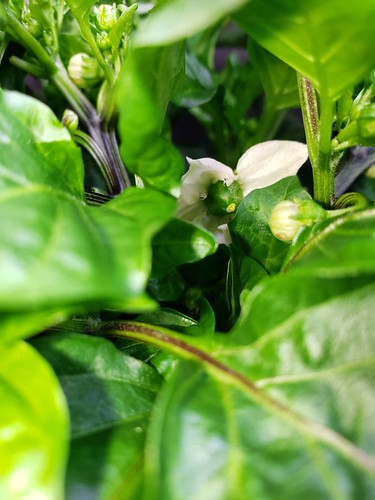 Update #10: I did a little plant housecleaning when I should have dome some deck house cleaning instead Here is just one of …