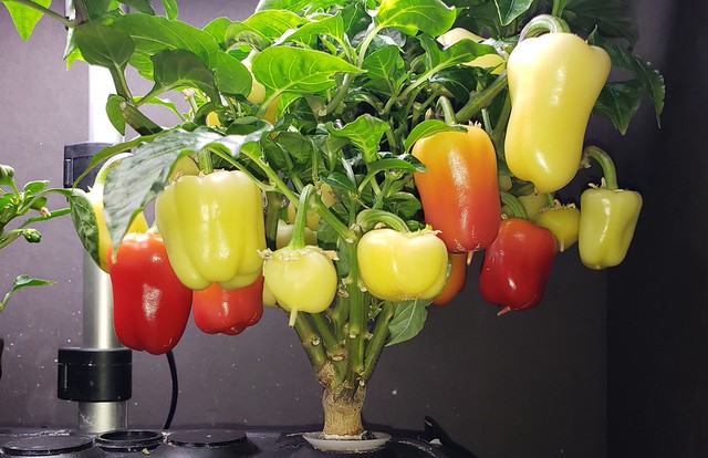Update #17: So I picked my first ripe pepper. It was SOOOO good and sweet. No heat at all.