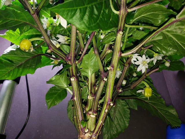 Update #13: More under shots of both. This time you can see two Diamond baby peppers. I also thinned some leaves out.