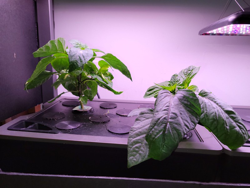 Update #5: Here are the plants as planted in the beginning .... Here they are now. Since the one was larger I wanted it in …