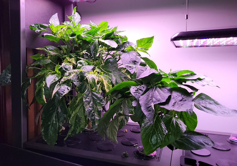 Update #8: It is so hard to find the peppers with all the flowers and lined leaves. Here are two of the Candy Canes. One yo…
