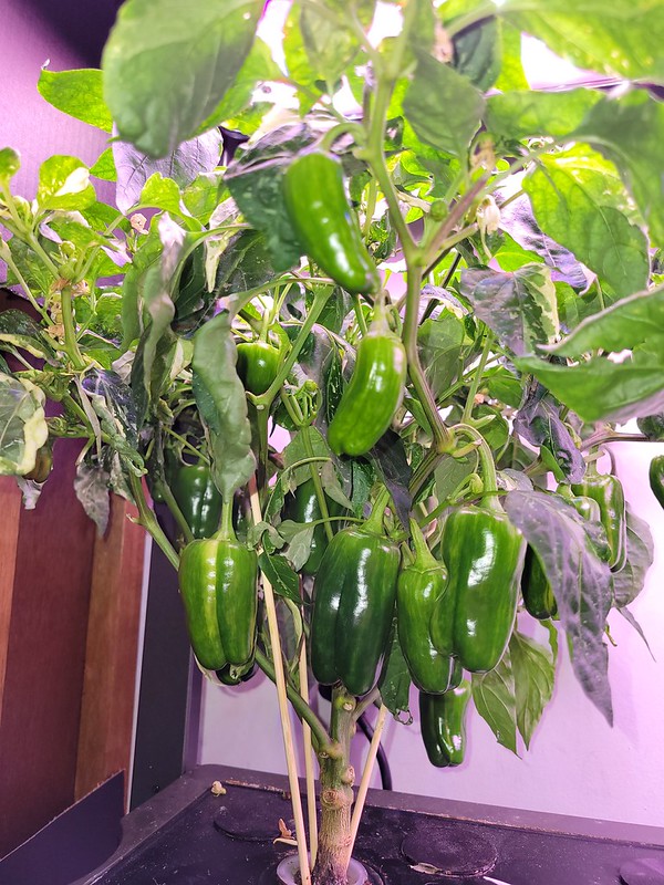 Update #13: The plant IS looking better this morning. Not 100%. Still has leaf curl on some but most of the droopiness is go…
