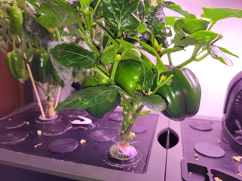 Update #13: The plant IS looking better this morning. Not 100%. Still has leaf curl on some but most of the droopiness is go…