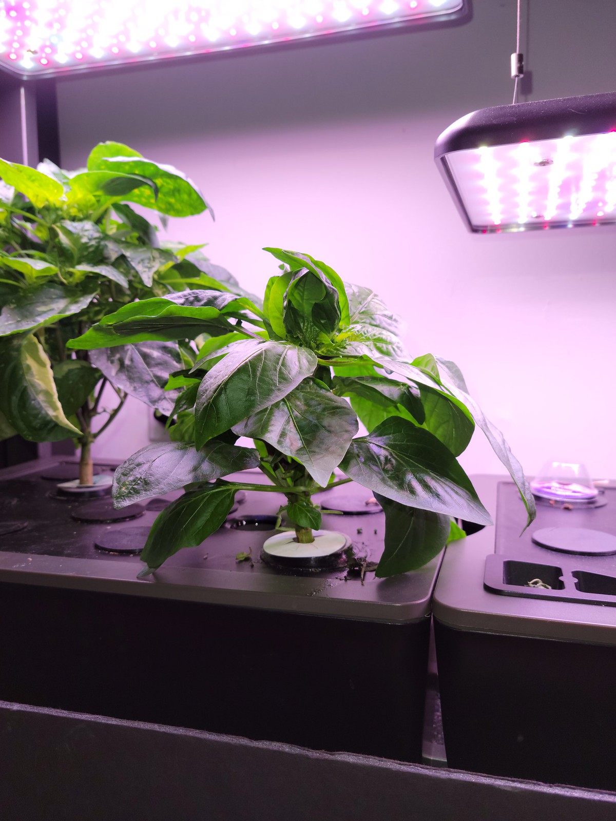 Update #6: Here they are as of today. There are buds on both. mike, how do these look? Should I leave them alone?