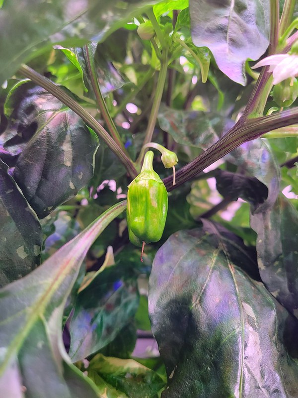 Update #9: Here are just two of the peppers I was able to find.