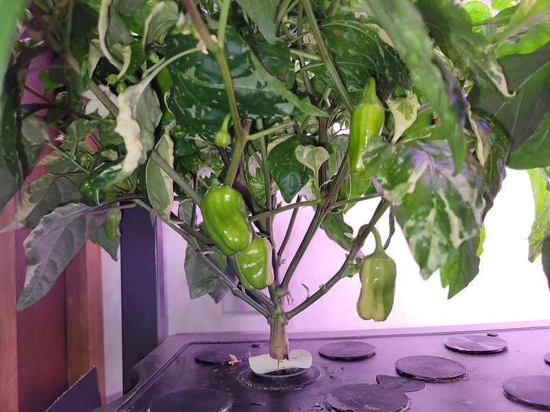 Update #10: Here are a few more shots of my Candy Cane Peppers and one of the Candy Apple Pepper The Two Together: Candy Can…