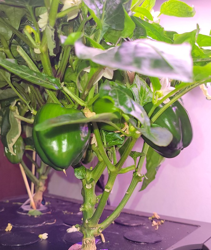 Update #12: The Candy Apple plant did not grow much but it has two peppers on it that I can see at first glance. Here are a …