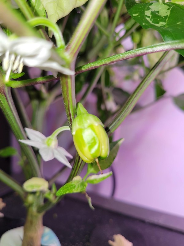 Update #8: It is so hard to find the peppers with all the flowers and lined leaves. Here are two of the Candy Canes. One yo…