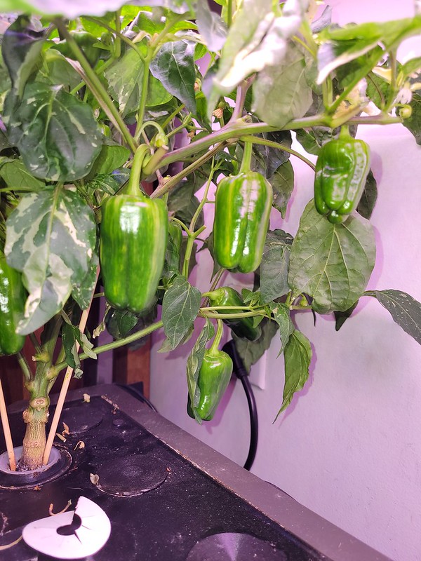 Candy Apple and Candy Cane peppers in a Farm 24 XL, terminated after wilting