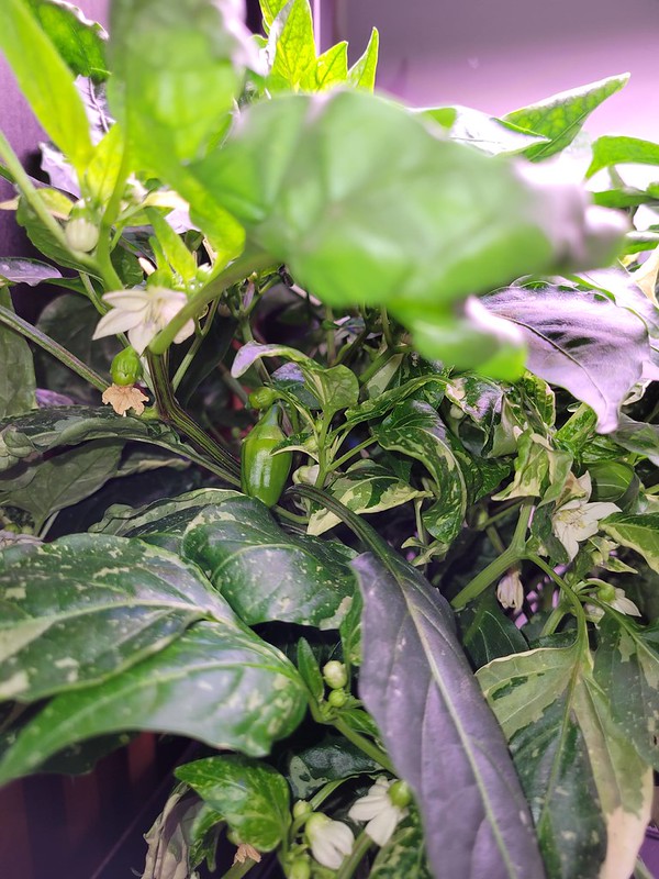 Update #10: Here are a few more shots of my Candy Cane Peppers and one of the Candy Apple Pepper The Two Together: Candy Can…