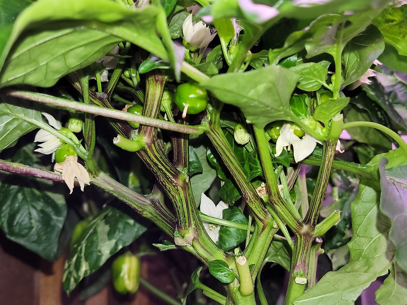 Update #10: Here are a few more shots of my Candy Cane Peppers and one of the Candy Apple Pepper The Two Together: Candy Can…