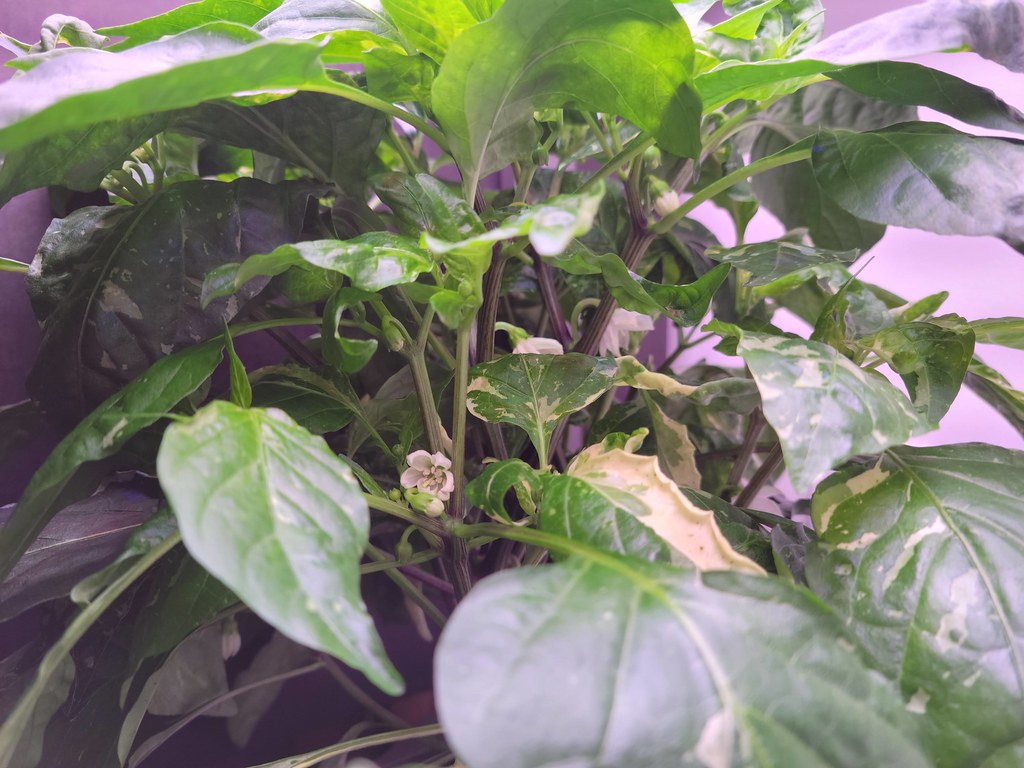 Update #7: Both have grown some. The back left has a ton of buds and flowers. The front right are just starting to get buds…