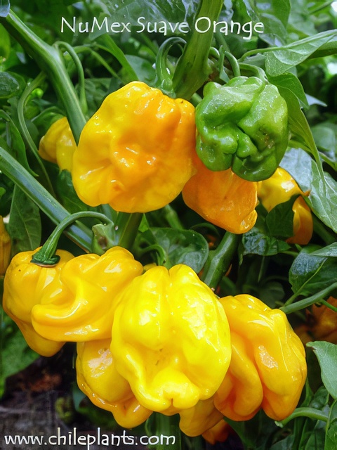 Update #1: Today I am starting a new set of Sweet Peppers. Machine: Farm 24XLVendor: Chileplants Varieties: See below for d…