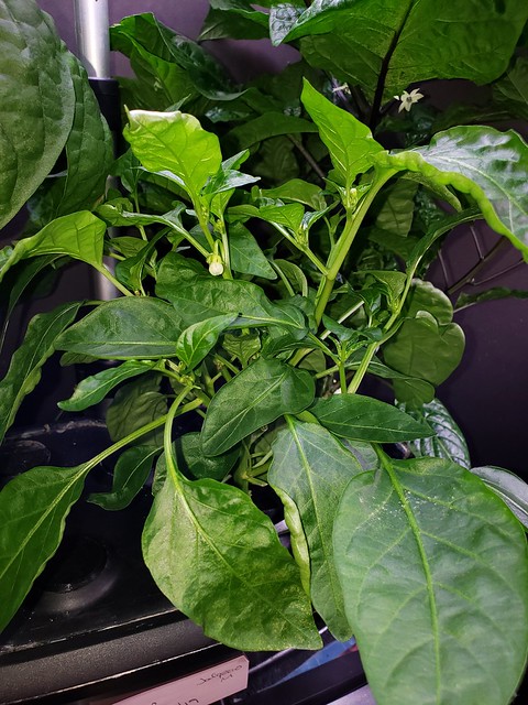 Update #10: My Jalapeno Earlys.... While struggling, the Jaloro. Which once the Reaper is out of here will have time to stre…