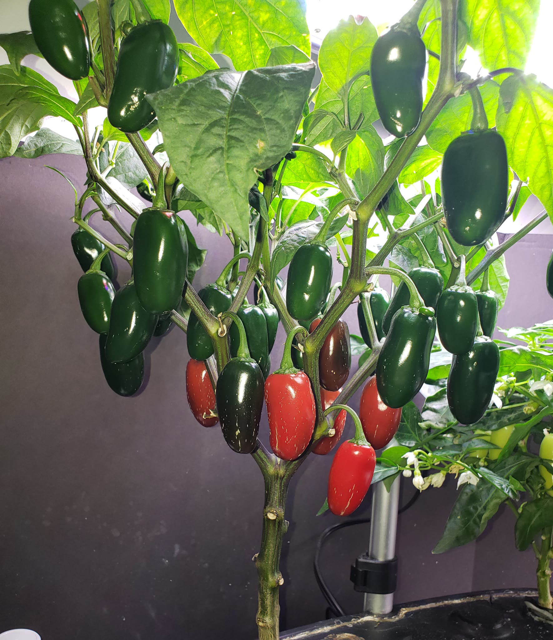 Update #16: This morning (minus one Jalapeno from yesterday)