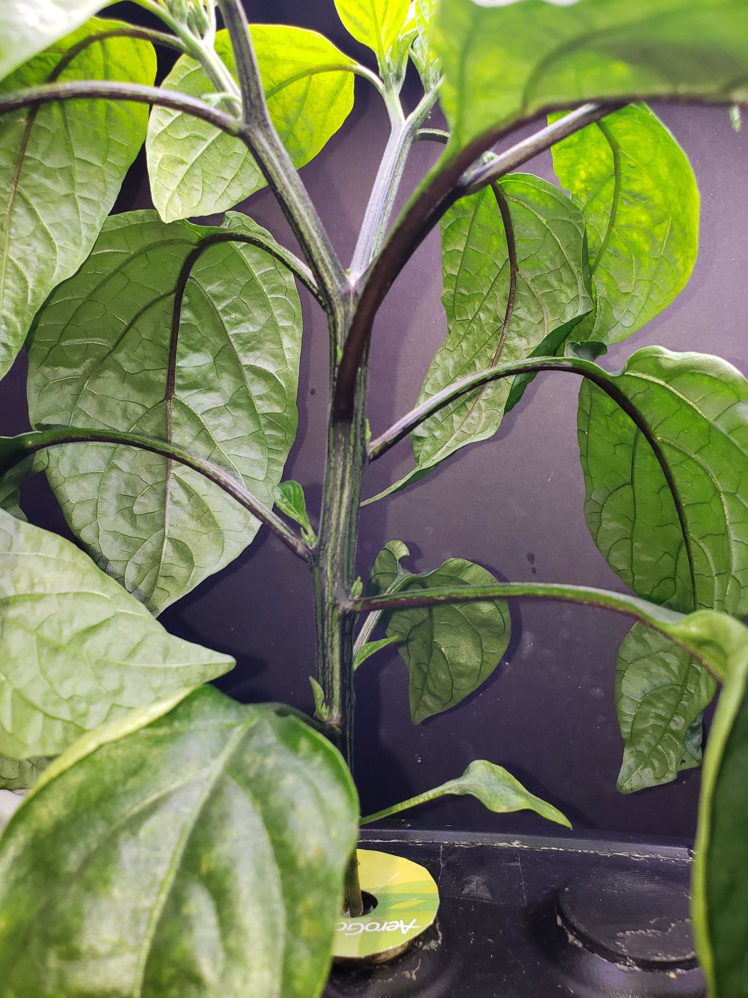 Update #7: Should I top the Early Jalapeno ir leave it be? I want to keep it a shorter plant. If I should where? Help Pleas…