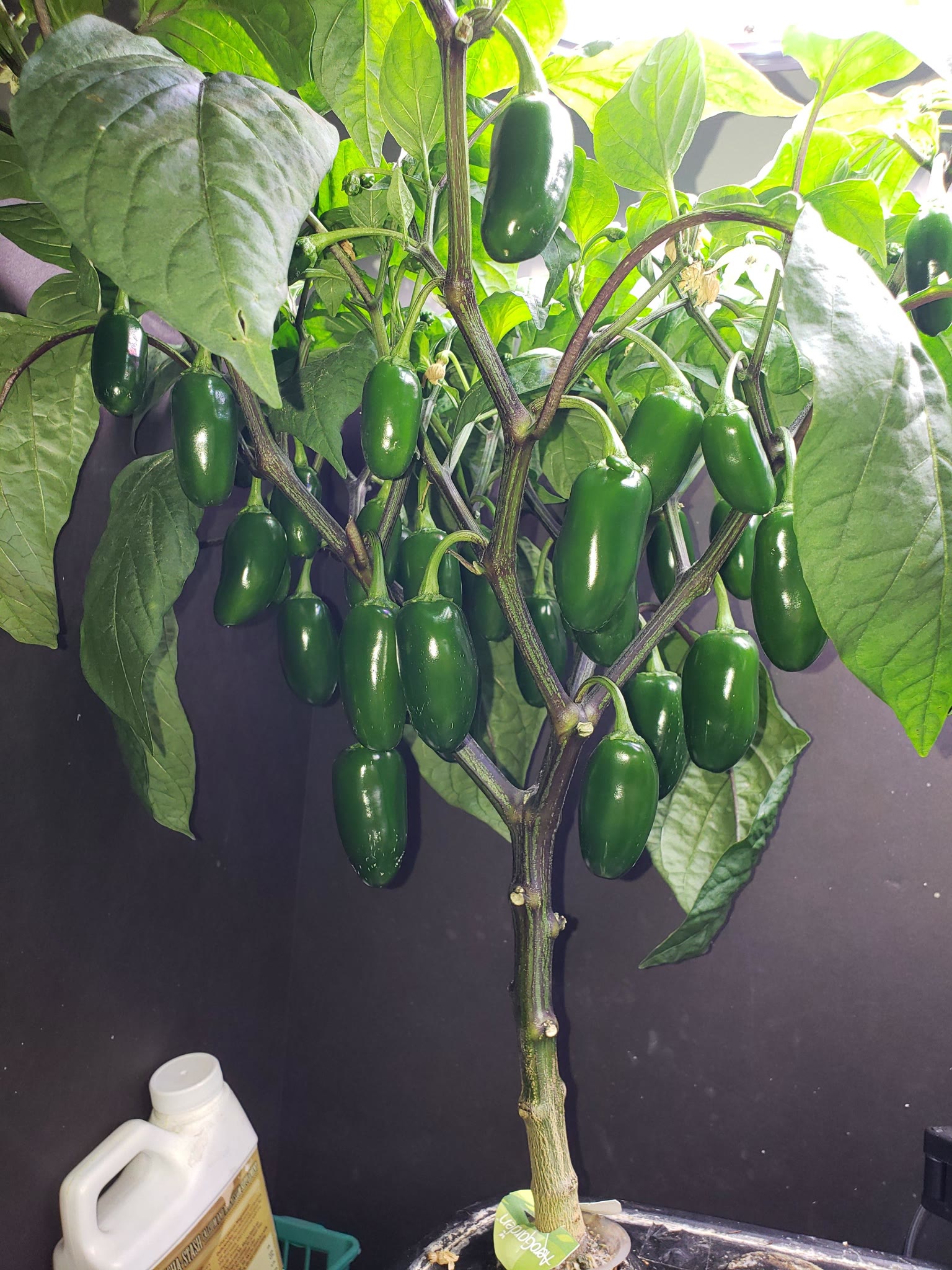 Update #12: Since moving the Reaper out the Jaloro is doing well. While much shorter still has grown. Excuse the messy deck.…