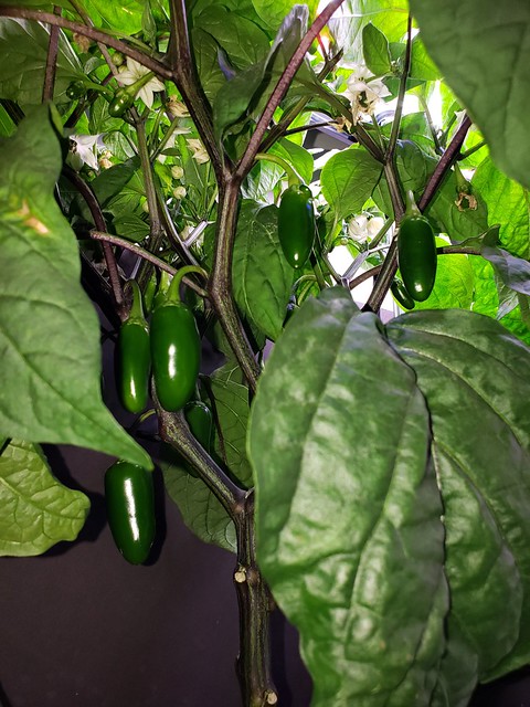 Update #10: My Jalapeno Earlys.... While struggling, the Jaloro. Which once the Reaper is out of here will have time to stre…