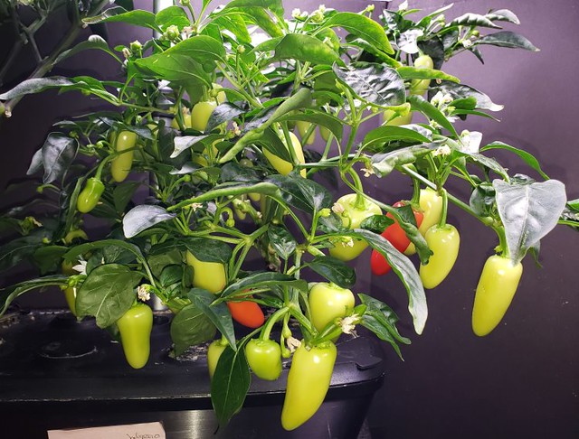 Update #21: The Early Jalapeno I THOUGHT would be ending, but it is getting a second round. Lots of flowers and baby peppers…
