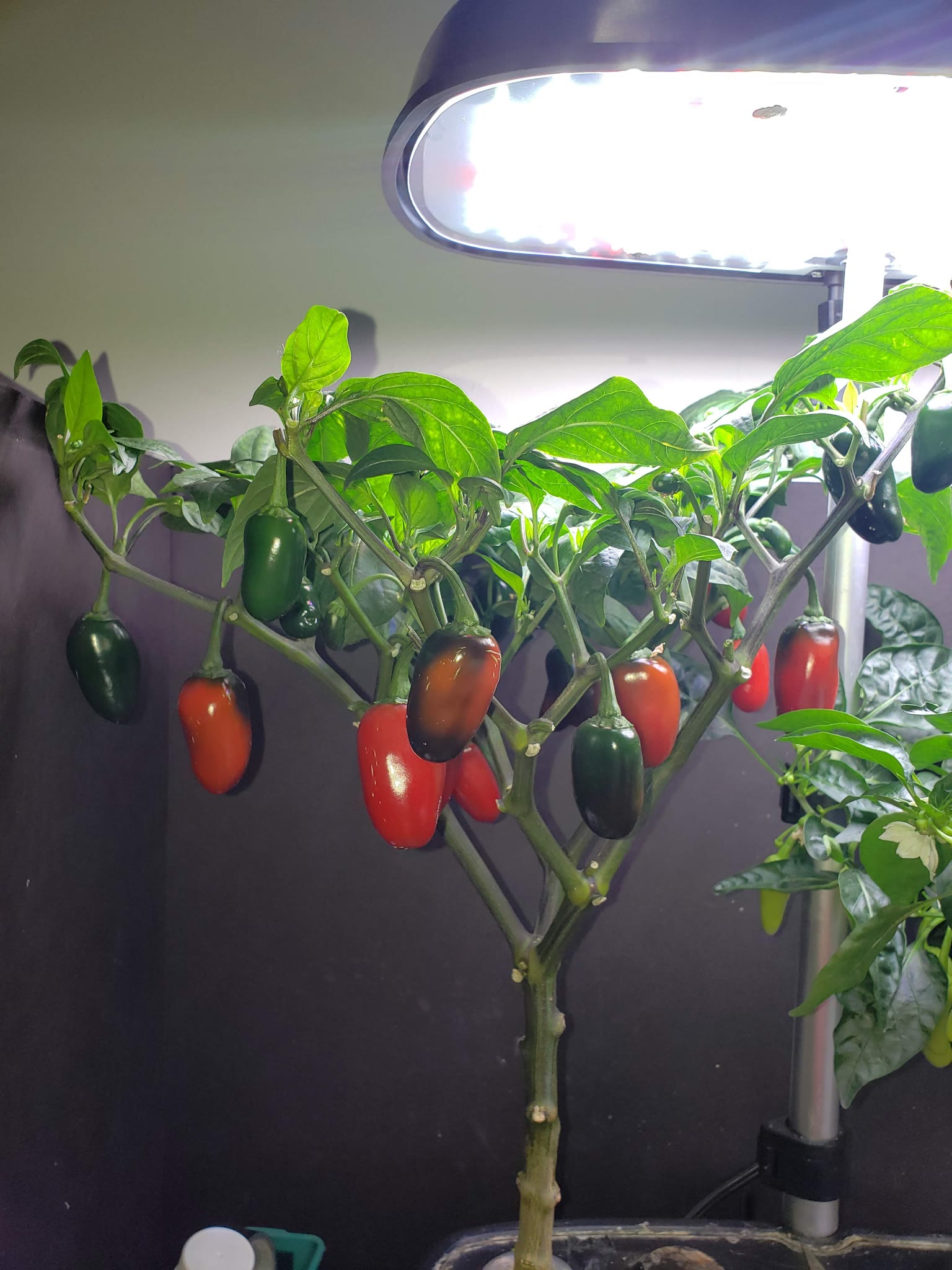 Early Jalapeño and Jaloro pepper patch with repeated indoor harvests