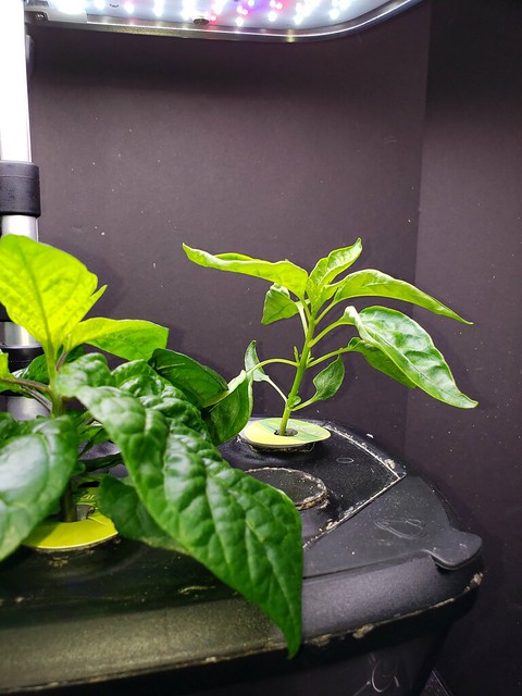 Update #5: I am having a hard time rolling around but have a few pictures. Here is the Early Jalapeno which I do not know i…