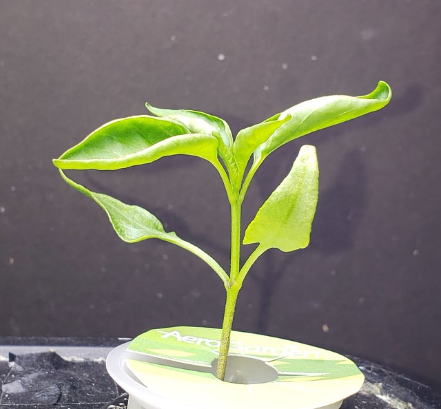 Update #3: My Early Jalapeno and the Jaloro. The Jaloro wants calcium I think. Soon.
