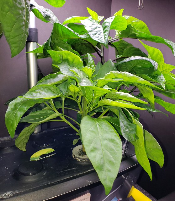 Update #8: Finally getting around to some pictures. My Early Jalapeno is doing well. I never was able to trim it. The Jalor…