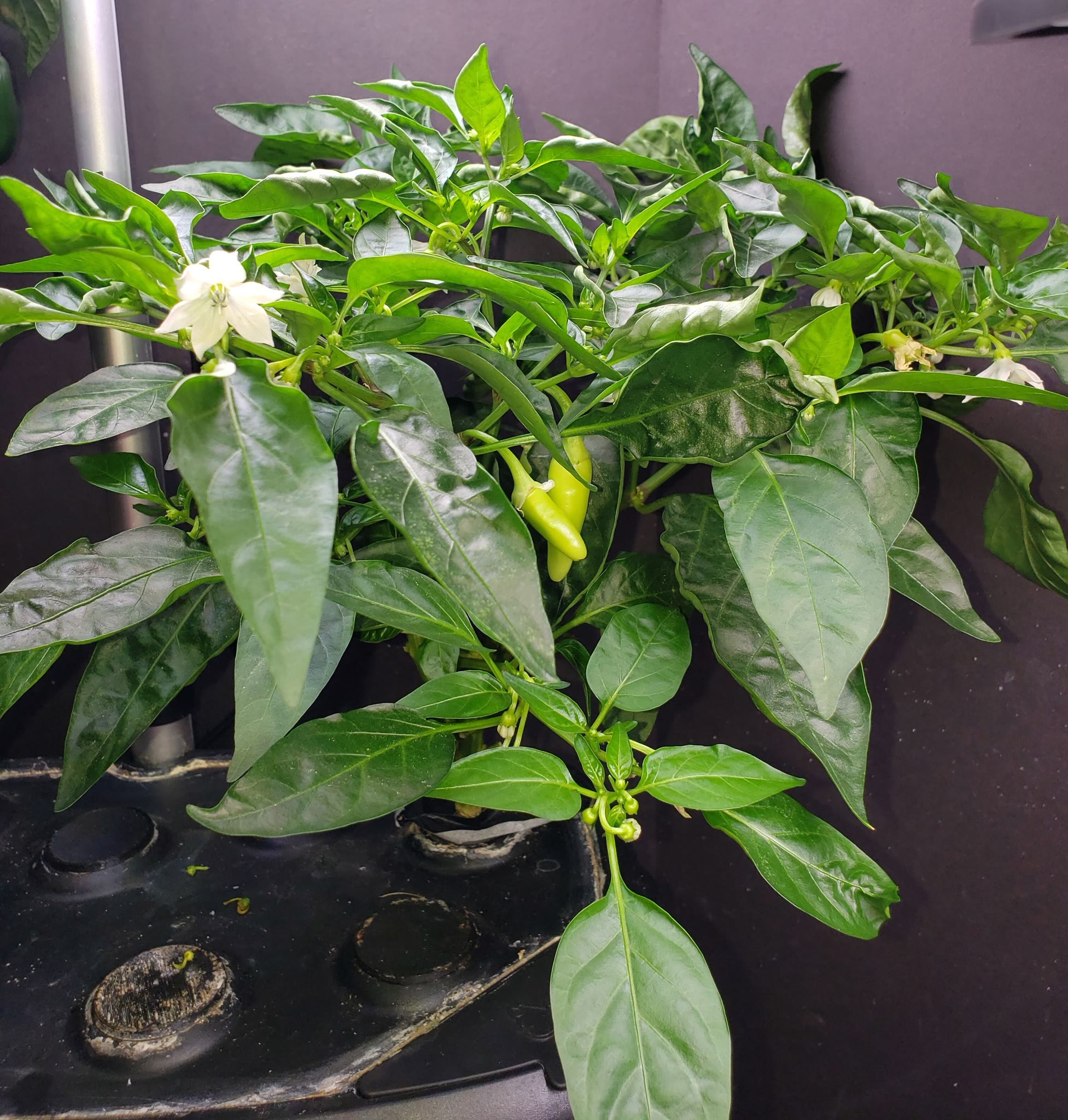Update #14: Latest pics