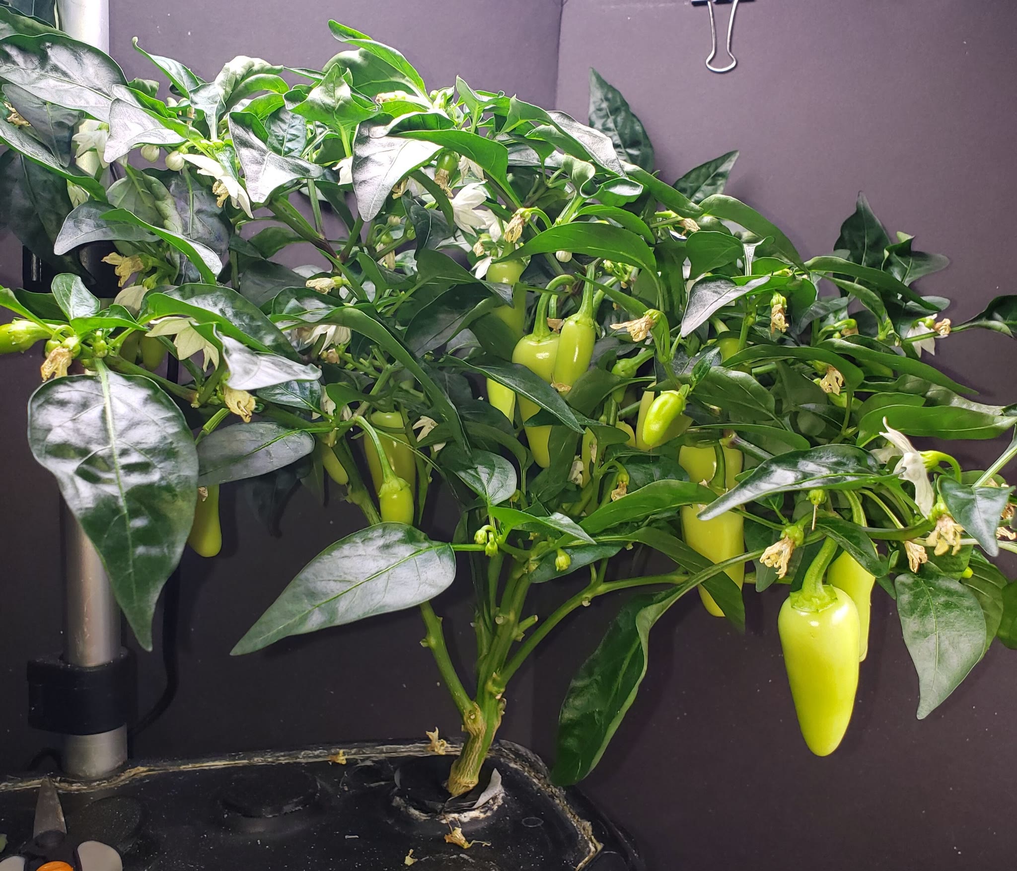 Update #18: I cut another 10 off this morning (pre picture) of the Early Jalapeno. There are many small peppers growing and …