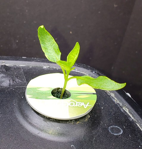 Update #2: Early Jalapeno and the Jaloro