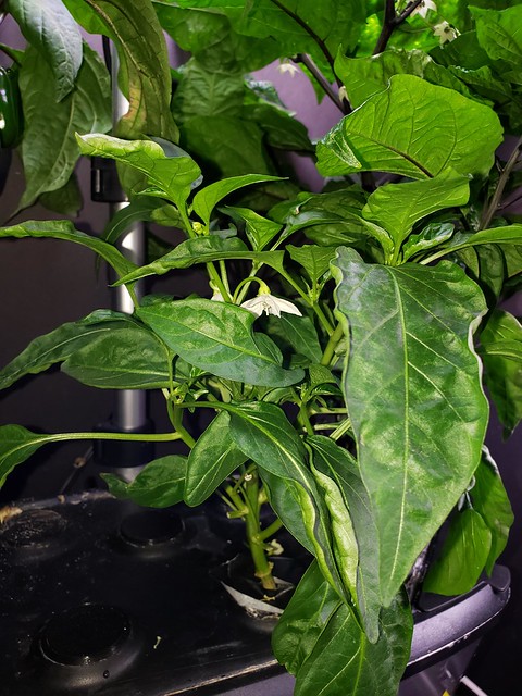 Update #11: Early Jalapeno Jaloro has two flowers that I can see