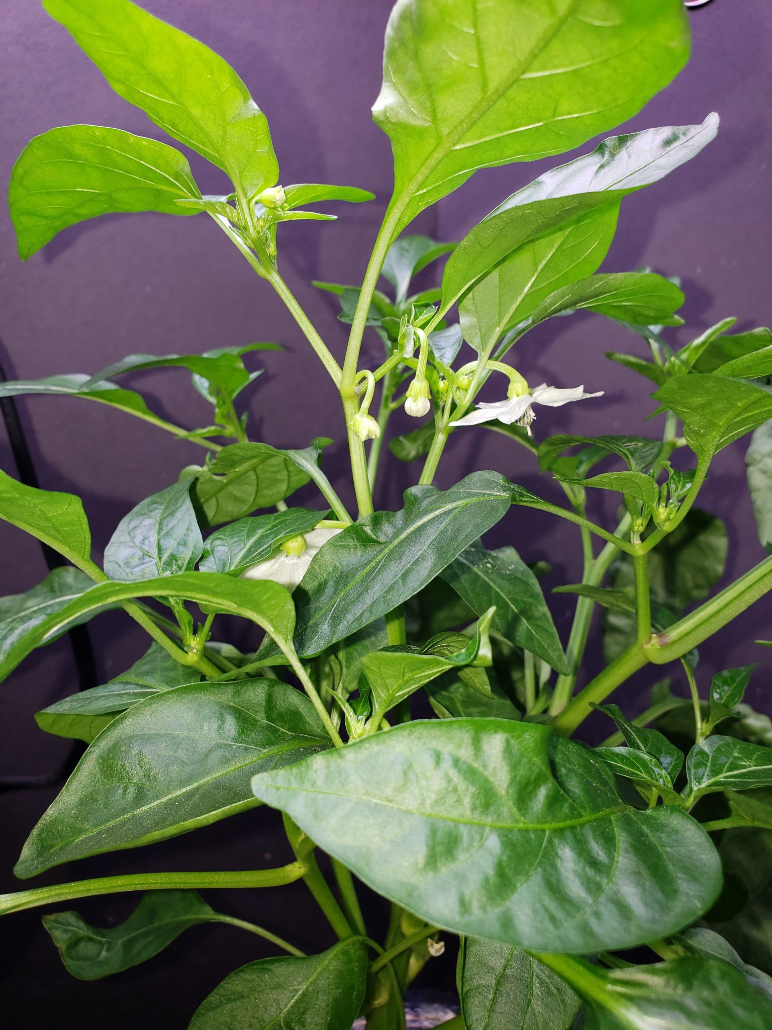 Update #12: Since moving the Reaper out the Jaloro is doing well. While much shorter still has grown. Excuse the messy deck.…