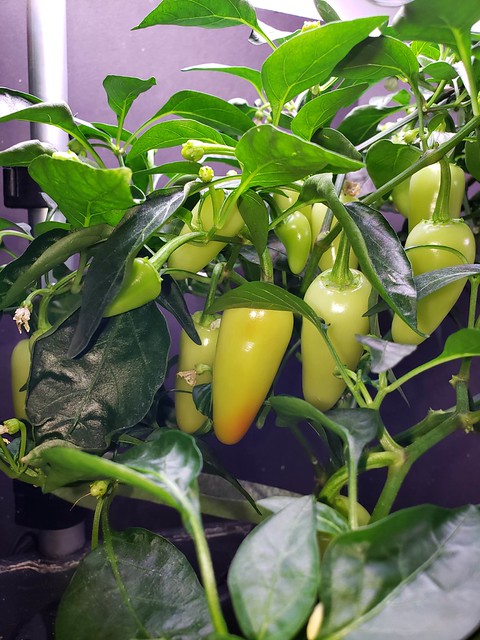 Update #19: FINALLY, the Jaloro is starting to change colors, well at least one pepper is