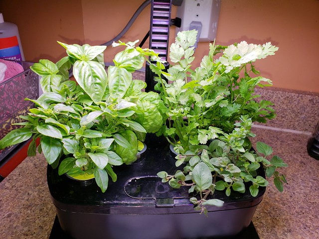 Kitchen Herb Garden Damaged by Household Cleaner