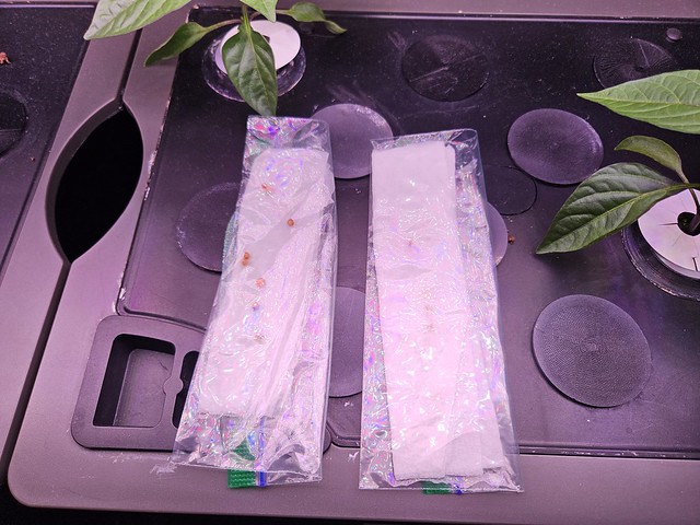 Update #2: Since my Cilantro did not come up I am trying the PT method. One bag is seeds in the PT and the other are seeds …