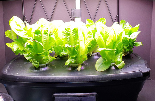 Jericho, Dragoon, and Little Gem Romaine Lettuce Harvest