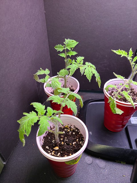 Update #7: These are the Romas. The one on the left still looks sickly, however the one on the right has long roots coming …