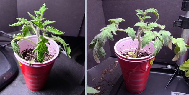Update #6: As I mentioned above, my plants are not looking so good. The bottom right one is doing the best but has yellow l…