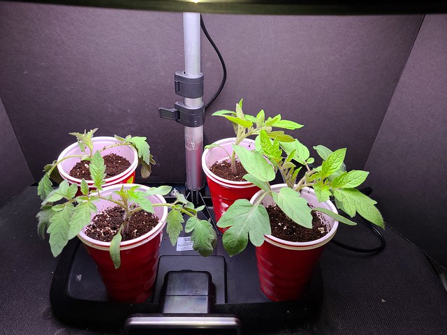 Update #5: Here is my first transplant. Question, how often do I water it? Should I use premixed (with ag nutes) water to w…