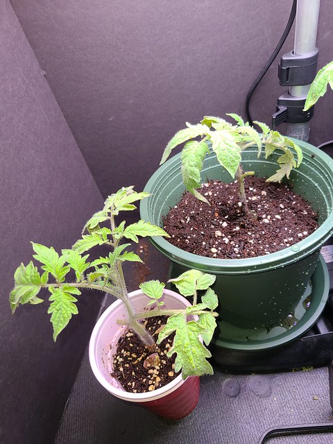 Update #8: I transplanted a Roma and a Bushsteak into larger pots as they had the roots coming out the bottom and look the …