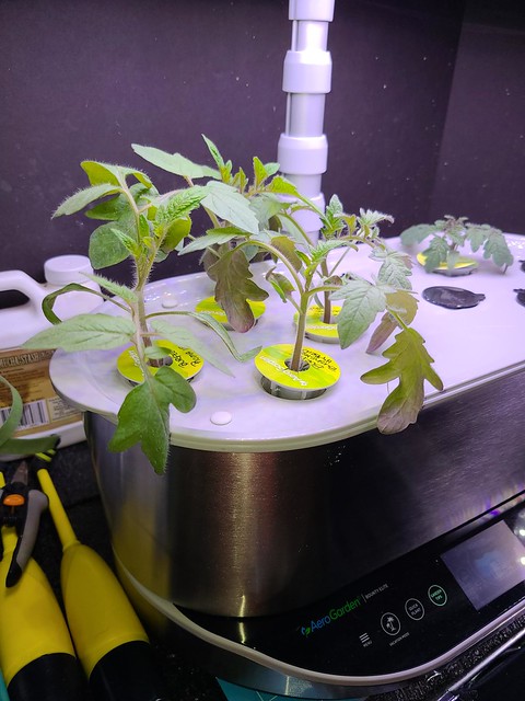 Roma and Bushsteak Tomato Seedlings Failed after Outdoor Transplant