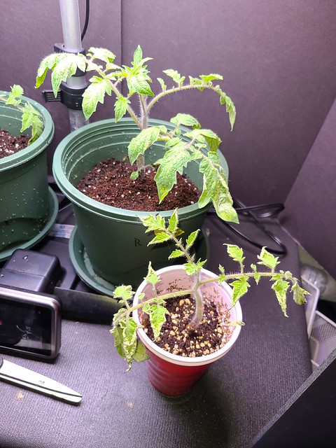 Update #8: I transplanted a Roma and a Bushsteak into larger pots as they had the roots coming out the bottom and look the …