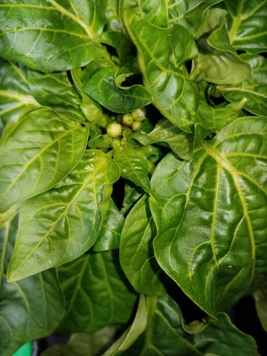 Update #12: Buds are starting on both.Sweets: Almapaprika: