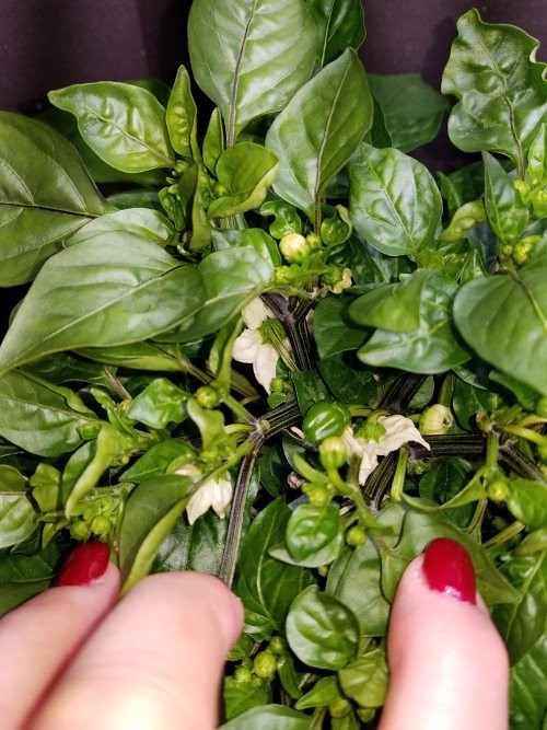 Update #16: I did a little leaf trimming. I should do more.A teeny pepper with lots of budsSorry for the blur but oyu can se…